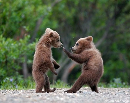 "Loaded for bear". Karate bears by Ron Niebrugge